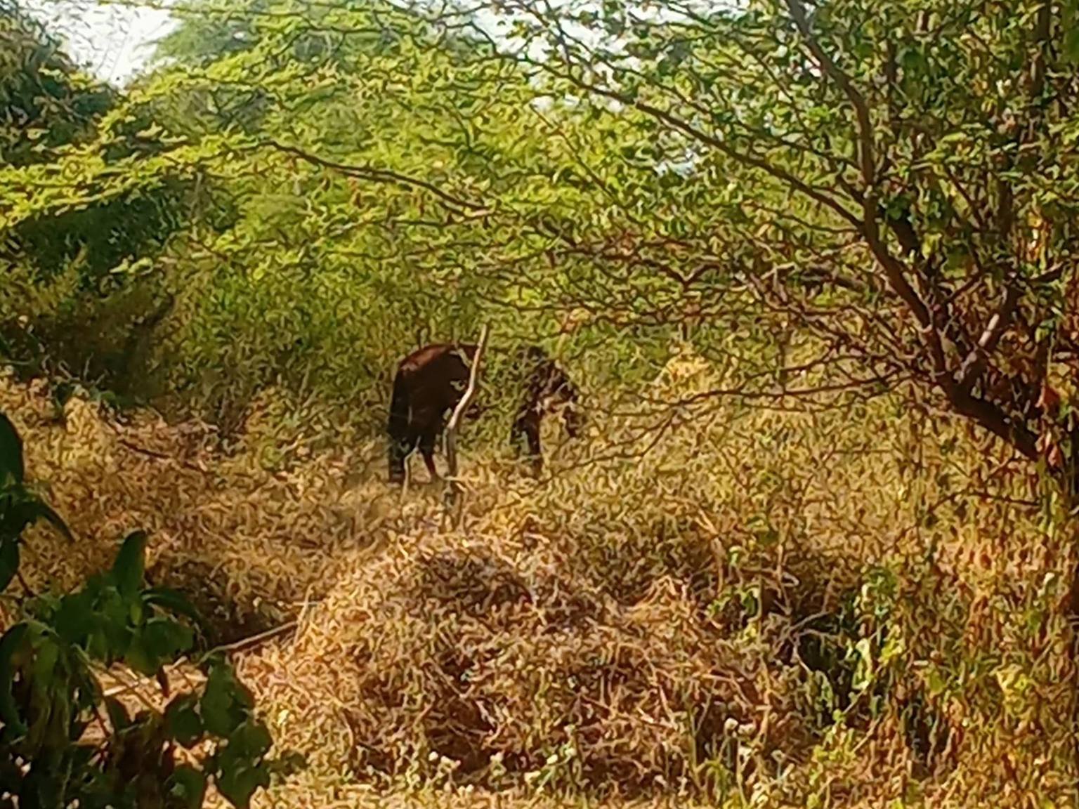 Terreno Peruano – Santa Isabel Laynas, Piura, Peru