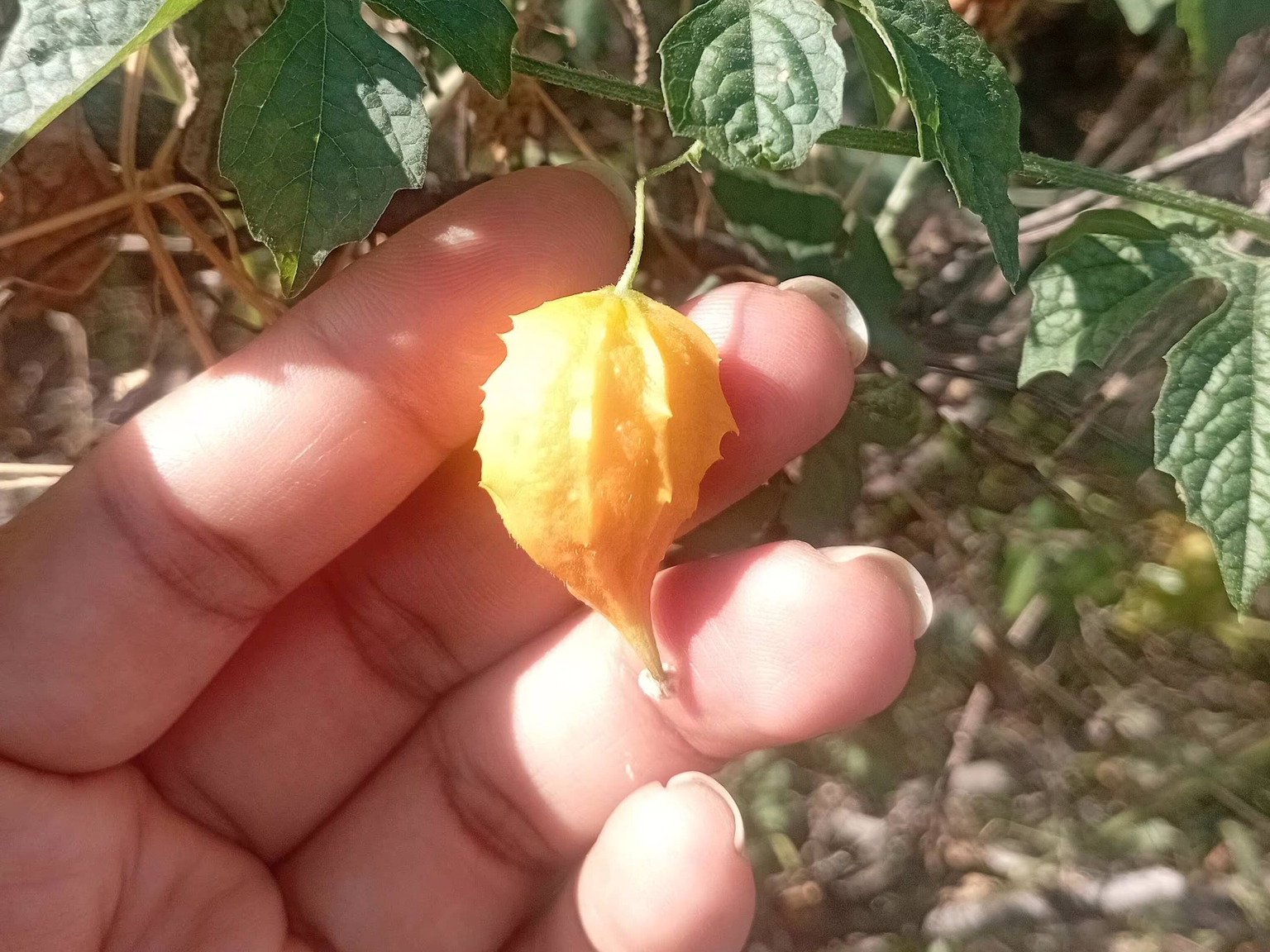 Terreno Peruano – native flora, Piura